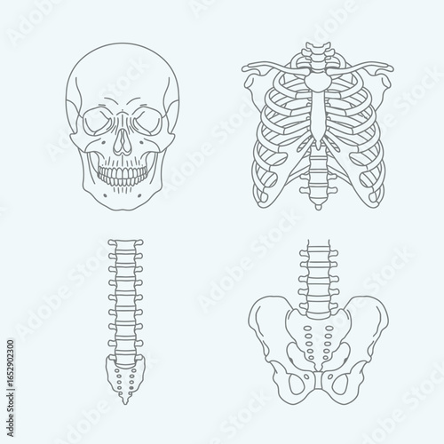 Diagram of the Human Skeletal System.