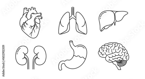 Line art illustrations of major human organs.