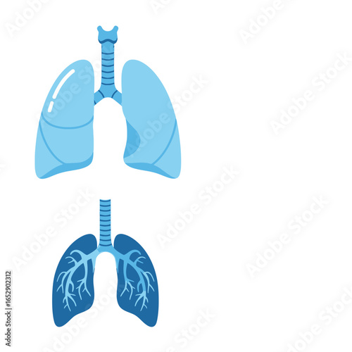Two vector illustrations of the human respiratory system, showing the lungs, trachea, and bronchial tree.