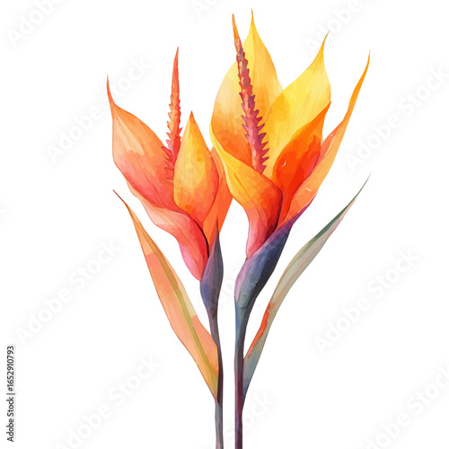 watercolor of Heliconia Flower, vector, isolated on a white background.