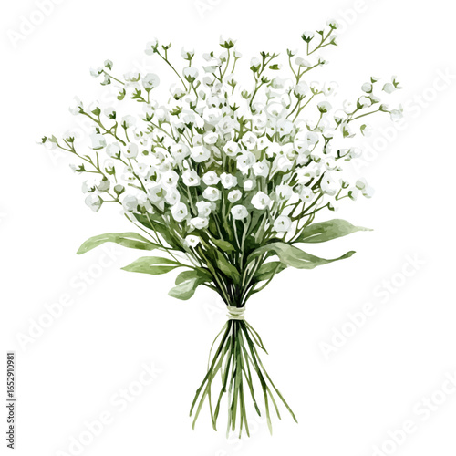 Gypsophila Flower, watercolor illustration vector, isolated on a white background.