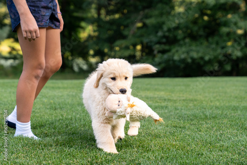 Golden Retriever Puppy Carrying Plush Toy on Green Lawn
