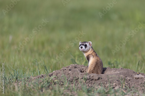 Critically endangered Black-footed ferret in field of burrows for prairie dogs, sitting
