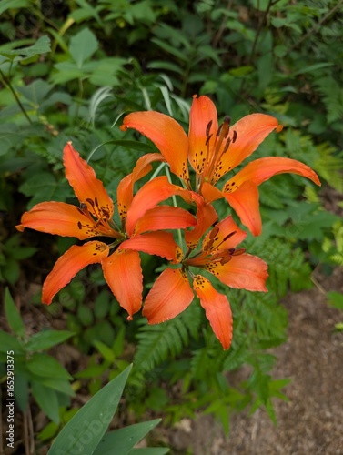 orange tiger lily
