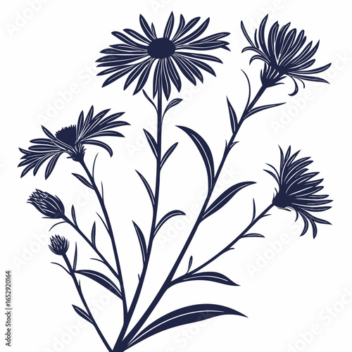 black and white asters perennial uk