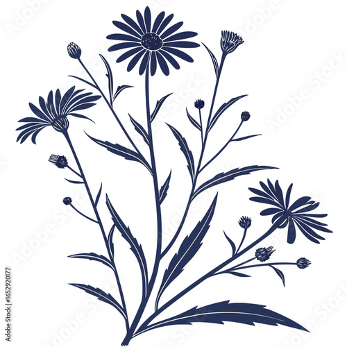 asters perennial uk vector