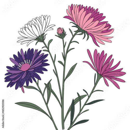 asters perennial uk on white background