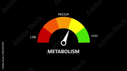 metabolism Level Measuring animation.4K motion animation on a transparent background alpha channel.