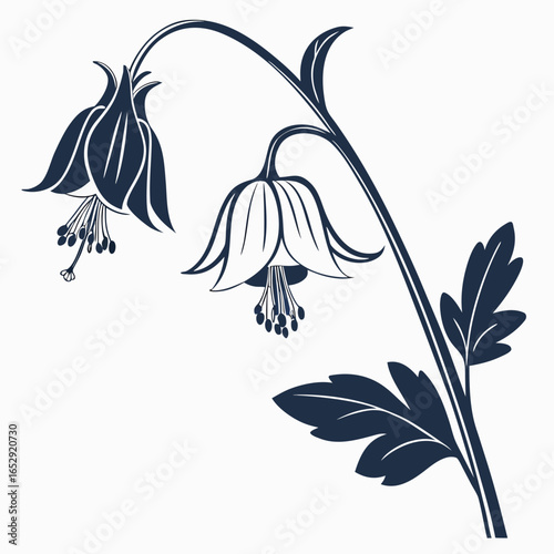 Fotografi vector illustration of aquilegia swan white
