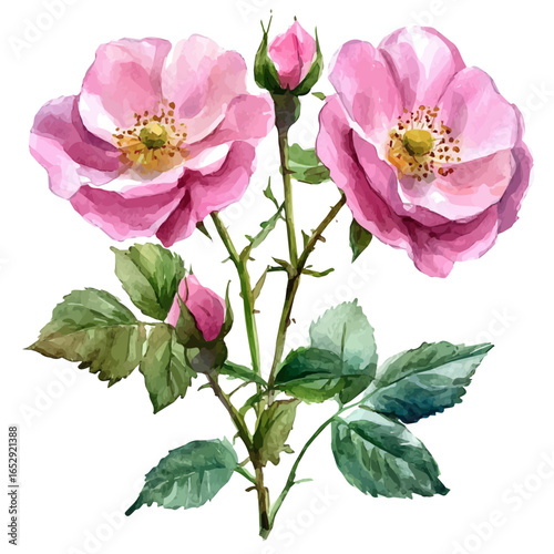 Bilde på lerret Eglantine Flower, watercolor clipart vector, isolated on a white background