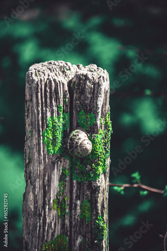 Fototapeta Naklejka Na Ścianę i Meble -  Ślimak