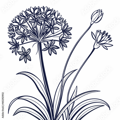 black and white allium giganteum