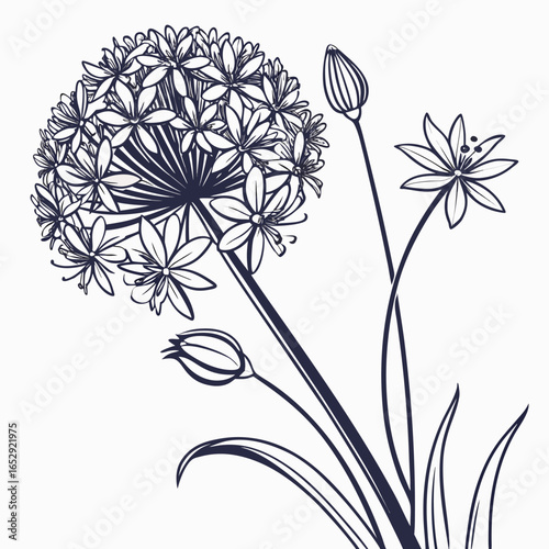 vector illustration of allium giganteum