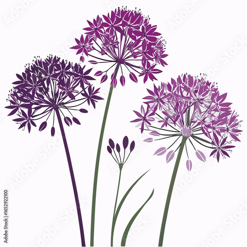 set of allium giganteum