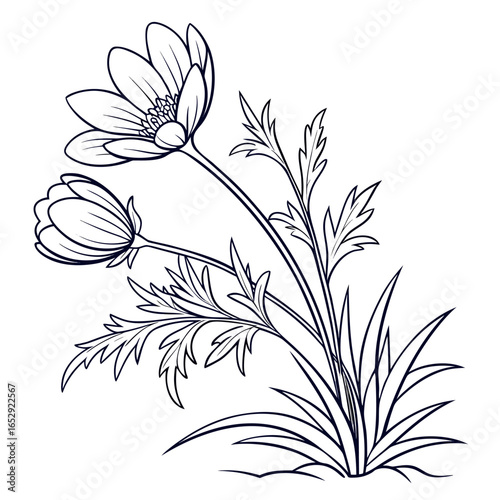 Tableau sur toile black and white adonis amurensis