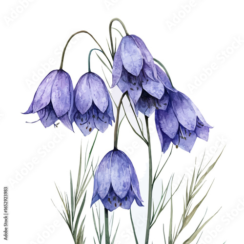 Dierama Flower, watercolor drawing vector, isolated on a white background.
