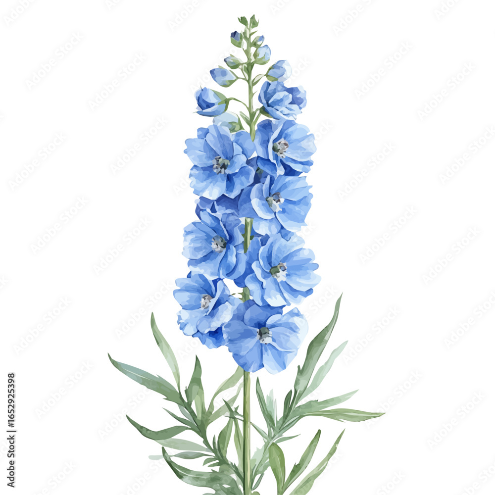 Obraz premium watercolor of Delphinium Flower, vector, isolated on a white background.