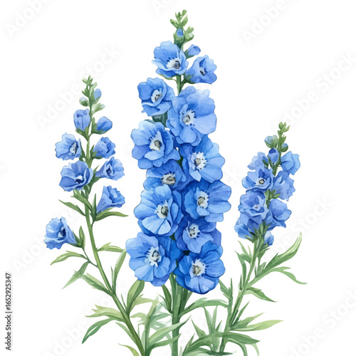 watercolor vector of Delphinium Flower, isolated on a white background.