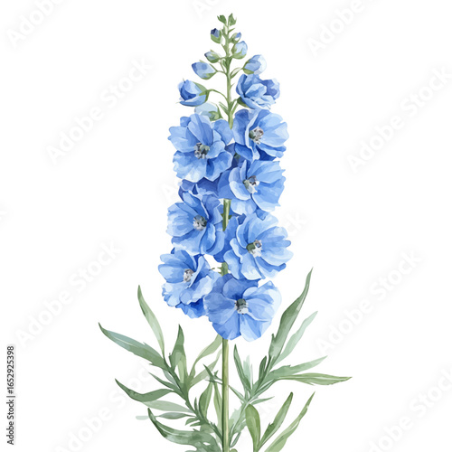 watercolor of Delphinium Flower, vector, isolated on a white background.