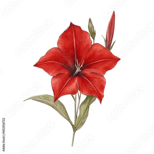 Cypress Vine Flower, watercolor clipart vector, isolated on a white background.