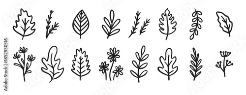 autumn or summer leaves doodle sketch icon set. forest leaf design elements set in vintage retro line style