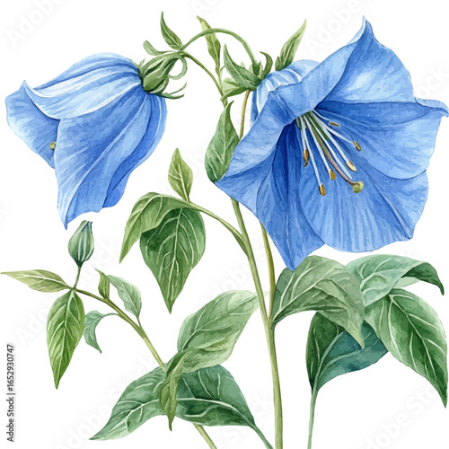 Clitoria Flower, watercolor clipart vector, isolated on a white background.