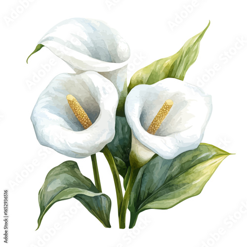 Calla Lily Flower, watercolor clipart vector, isolated on a white background.