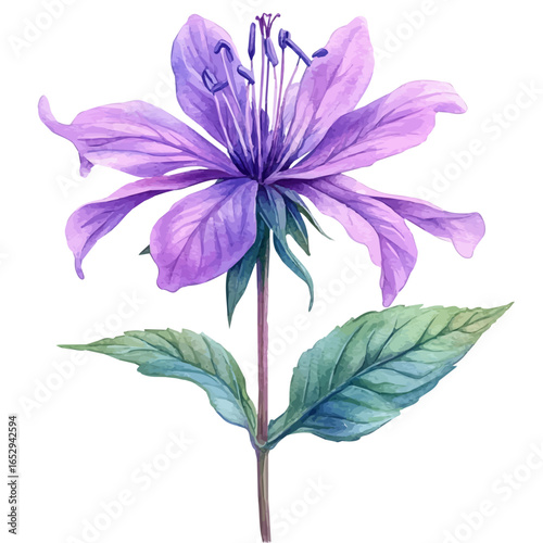 Bee Balm Flower, watercolor painting vector, isolated on a white background.