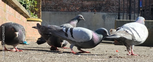 Flock of Pigeons