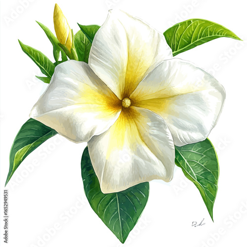 watercolor vector of Allamanda Flower, isolated on a white background.