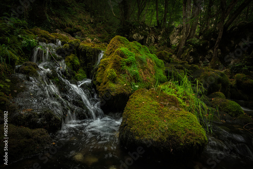 A serene forest stream in Serbia, showcasing the tranquility and natural beauty of the surrounding environment.