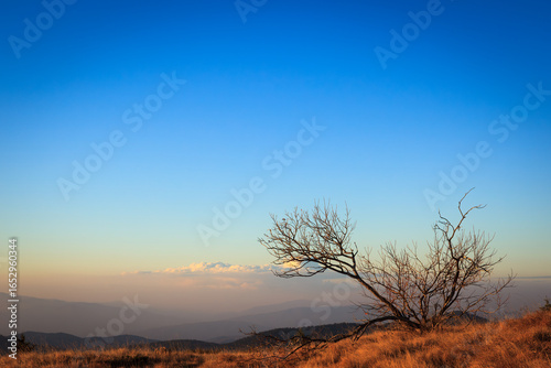 A solitary tree stands atop Kopaonik, silhouetted against a bright blue sky, conveying a sense of tranquility.