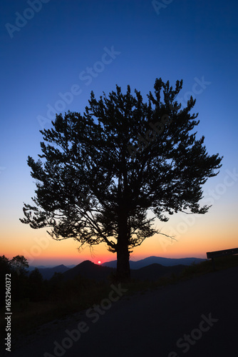 A silhouetted tree against a vibrant sunset sky, showcasing serene natural beauty in Tara, Serbia.
