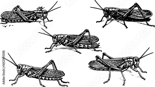 Grasshopper insect silhouette black and white vector
