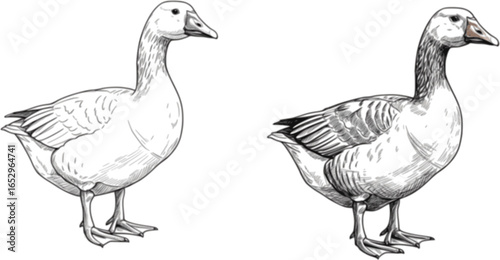 Two geese standing side by side one in silhouette and one with feather details on a white background editable vector
