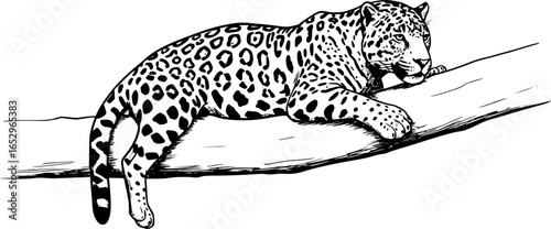 jaguar panther resting on a tree vector illustration
