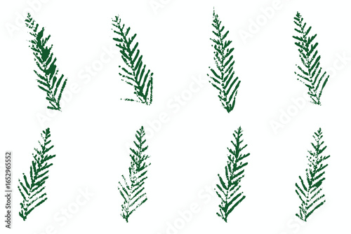 Natural conifer needles imprint, grunge style, vector, isolated, decorative elements for design