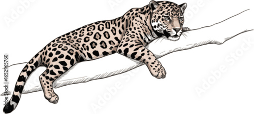 jaguar panther resting on a tree vector illustration
