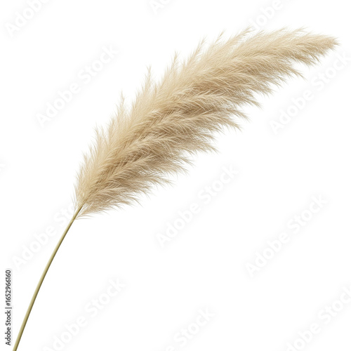 Minimalist Pampas Grass