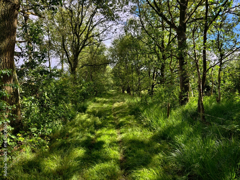 Fototapeta premium Forest Path with Lush Greenery and Sunlight, Ideal for Nature and Outdoor Themes