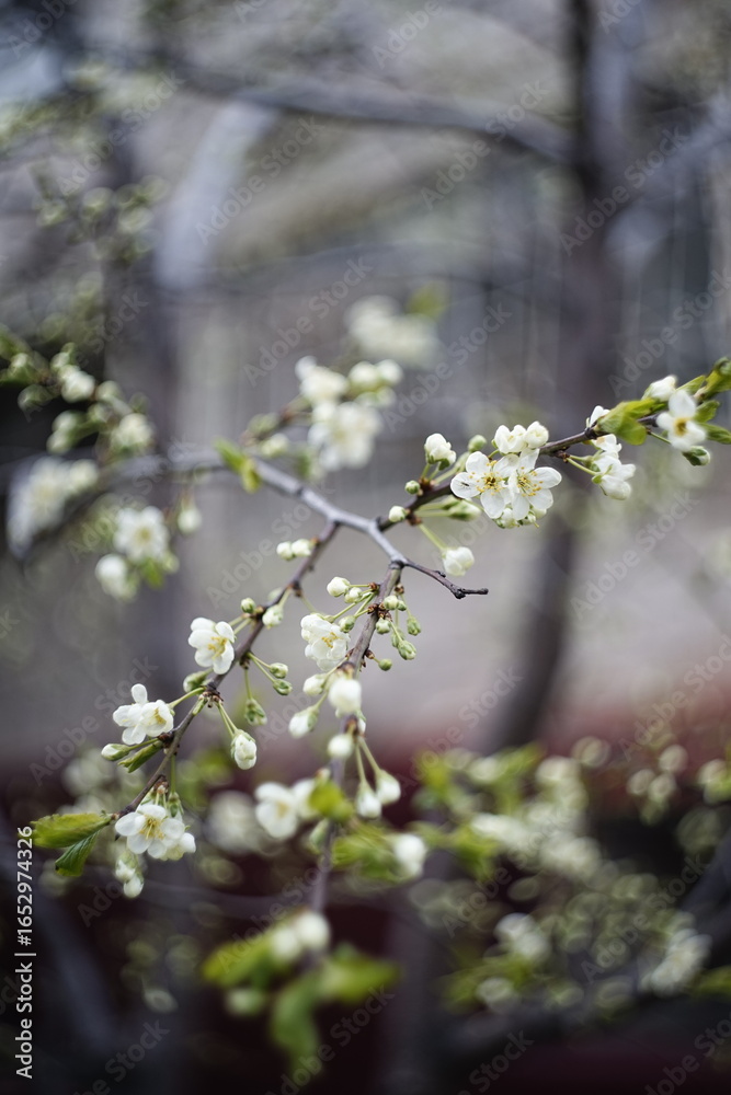 Obraz premium blooming cherry tree in spring