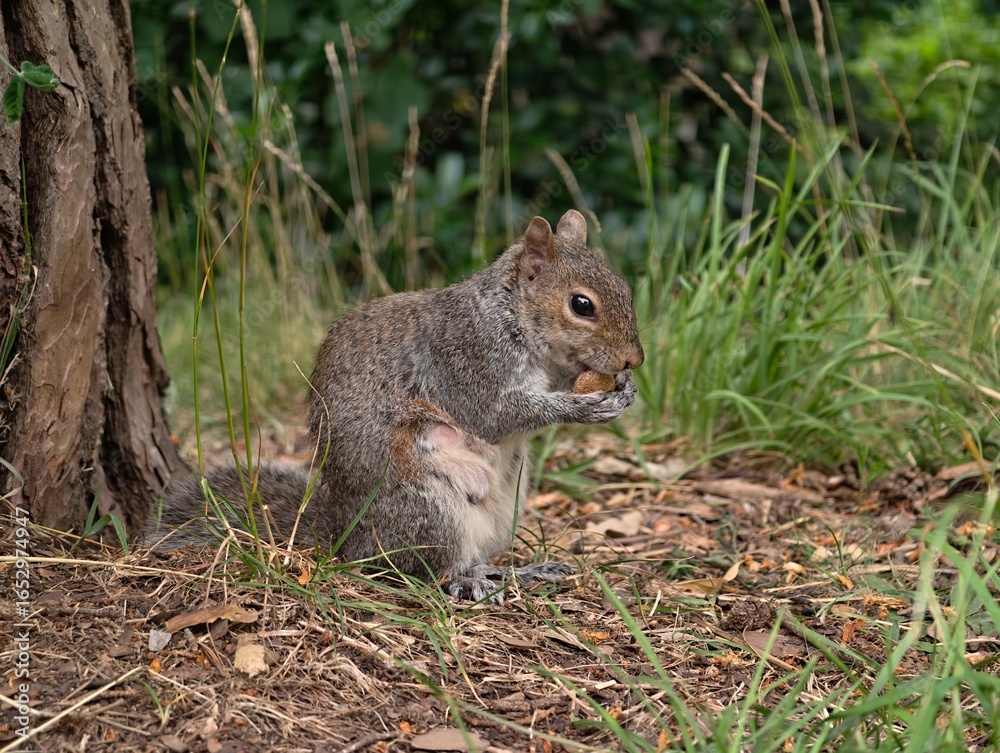 Eastern Gray Squirrel Eating a Nut in a Forest Setting with Green Grass Eastern Gray Squirrel Eating a Nut in a Forest Setting with Green Grass