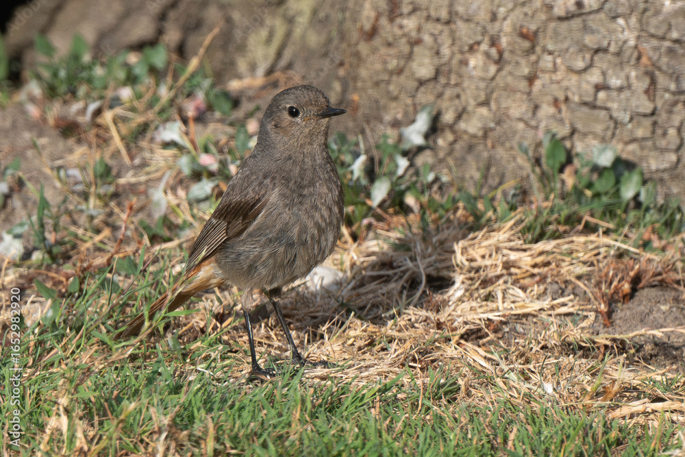 Rougequeue noir,
Phoenicurus ochruros, Black Redstart Rougequeue noir,
Phoenicurus ochruros, Black Redstart