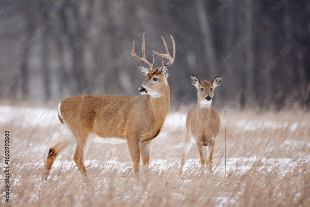 Fototapeta premium White-tailed Deer, Odocoileus virginianus