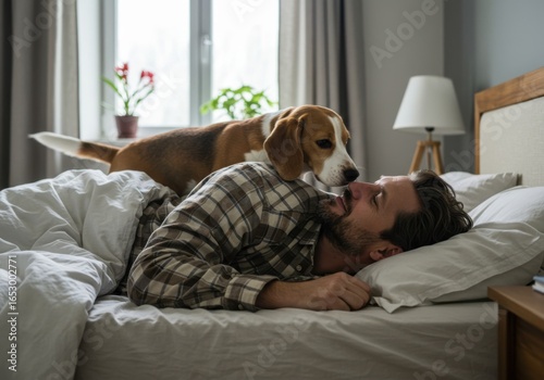 A beagle dog wakes its owner with a morning kiss in bed, showing affection and companionship