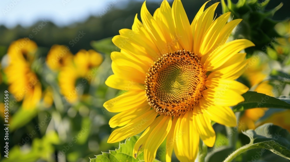Obraz premium Sunflowers in Summer: Bright Blooms Under the Sun