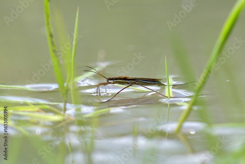 water skeeters