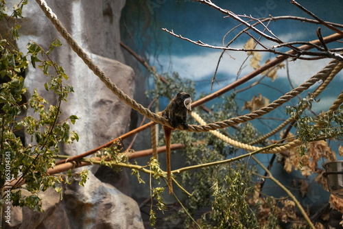 Photography Emperor tamarin monkey sitting on rope in zoo enclosure with branches and rocky