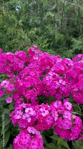 Bright pink flowers as a background