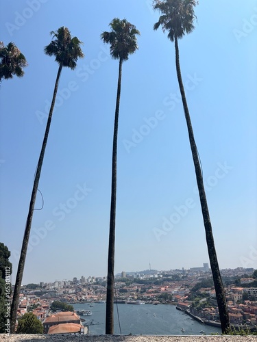 palm trees on the coast of crete